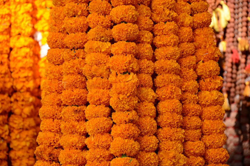 तिहार का लागी भारतबाट ३ लाख माला आयात, मूल्य बढ्यो