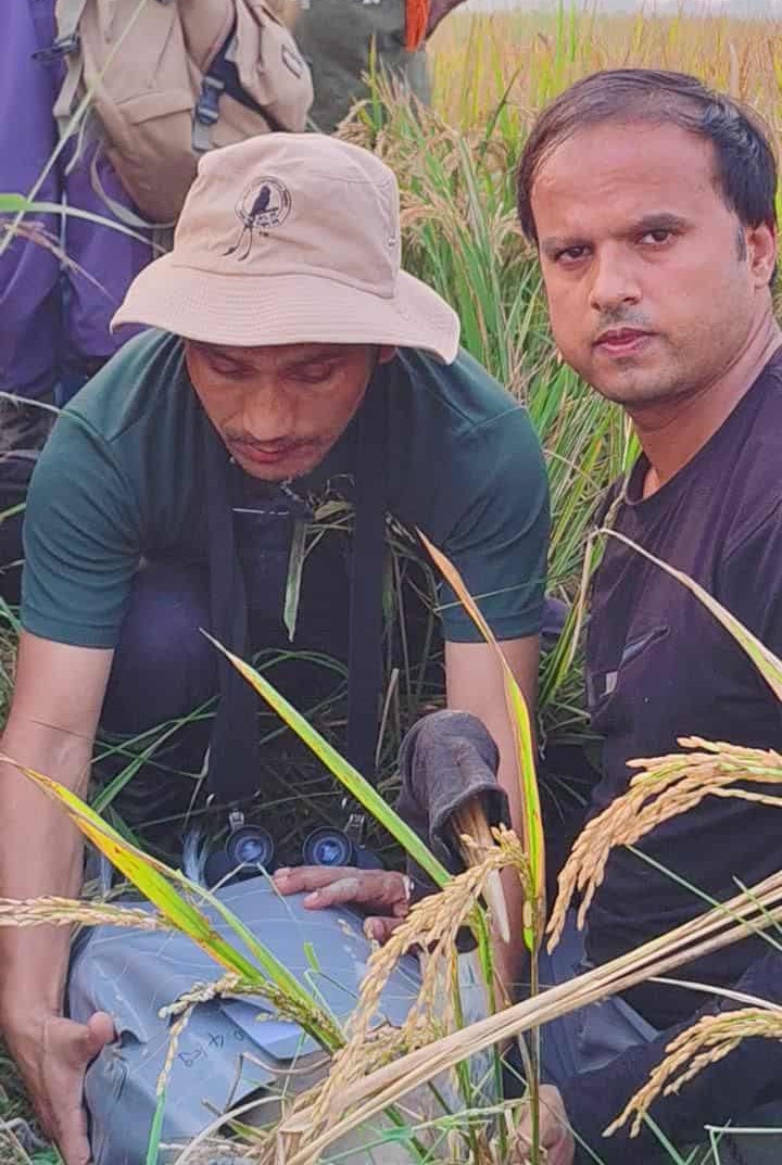 नेपालमा पहिलो पटक सारसमा जीपीएस ट्यागिङ, संरक्षणकर्मी अर्जुन कुर्मीको नेतृत्वमा सम्पन्न